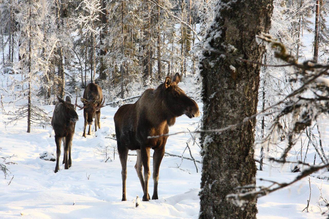 Saelens Vandrarhem I Graesheden Stöten Exterior foto